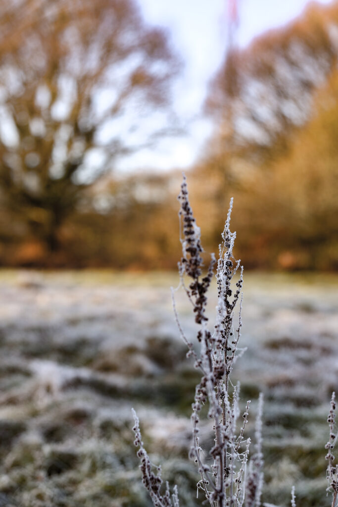 Redhill winter frost